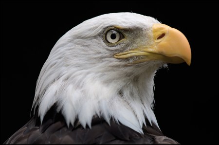 ������ ����� (4 ����)