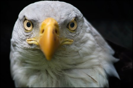 ������ ����� (4 ����)