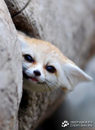 ����� - ����������� ������