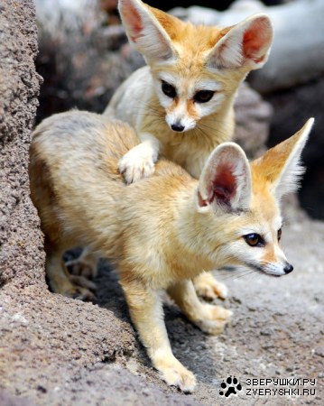 ����� - ����������� ������