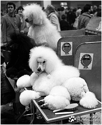 ������� �������� (11 ����)