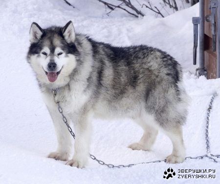 Хаски (19 фотографий)