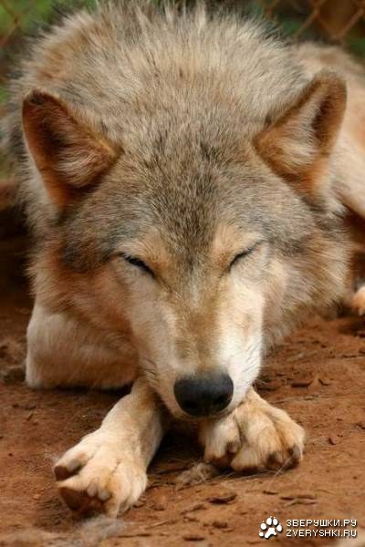 Волки (15 фотографий)