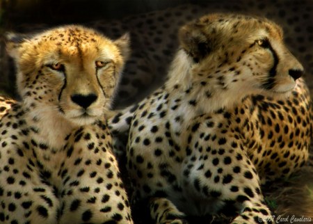 �������� ���������� ������� �����!