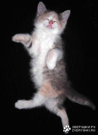 ������� �������� (22 ����)