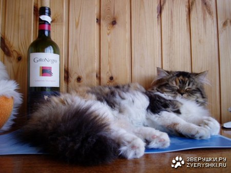 ��������� :)