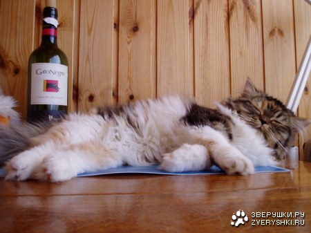 ��������� :)