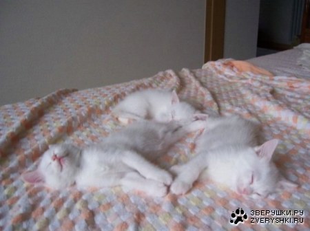 ������� ��� :)