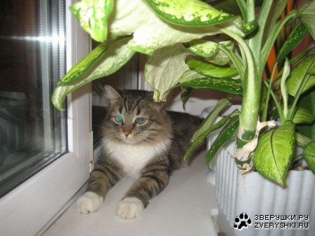 ��� ��� �� �������? :)