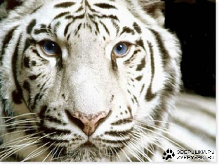 ����� ����� (7 ����������)