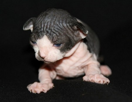 ����� ������� - ������� (7 ����)