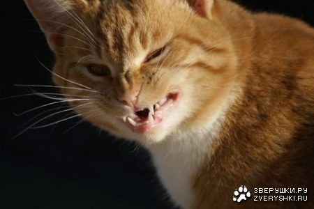 � ����� ���� ������ ������ ���������� (5 ����)