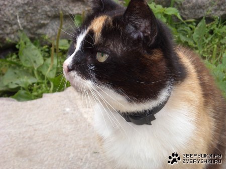 ���������� �����