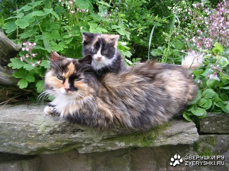 ������������ ������� :)