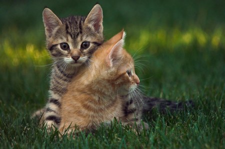 ������� ������� (27 ����)