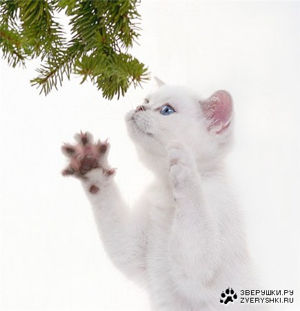 ������� �� Kursina Lara