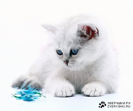 ������� �� Kursina Lara