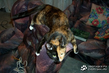 ������� ����� :)