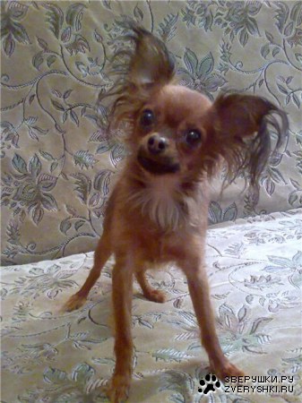 ��� ������� :)