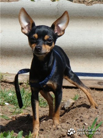 ��� ������� :)