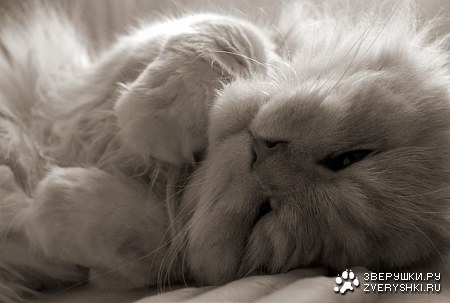 �������������� ��� ����� :)