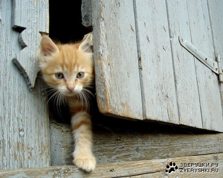 � ������ � ��� � ���! :)