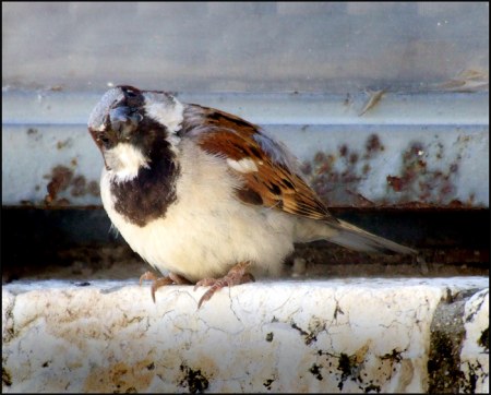 ������ ����� (7 �������� ����������)