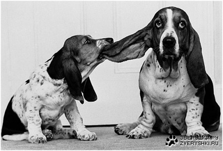 ������� �������� (11 ����)