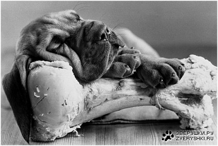 ������� �������� (11 ����)