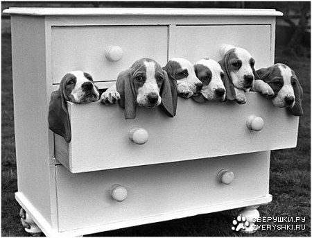 ������� �������� (11 ����)