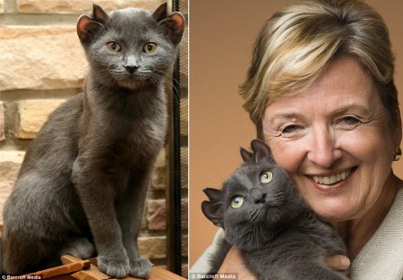 ����������� ����