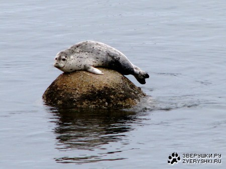 ��������� ��������� :)