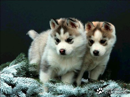 ����� (9 �������� ����)