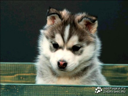 ����� (9 �������� ����)