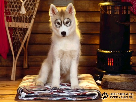 ����� (9 �������� ����)