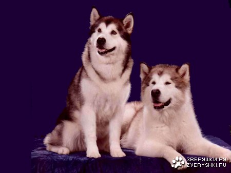 ����� (9 �������� ����)