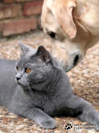 ������� ������ (8 ����)