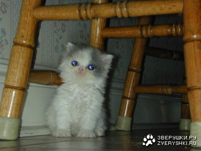 Пушистая малявка :)