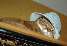 Кот или кошка?