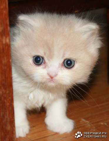 ������ ������ (10 ����)