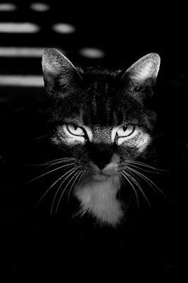 �������� �������� (7 ����������)