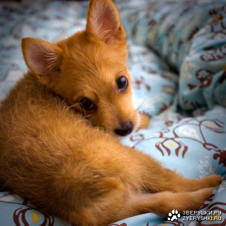 ������� ������� :)