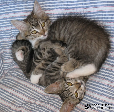 ��������� :)