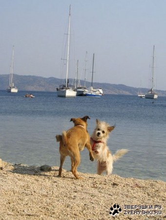 ������� ����� :)