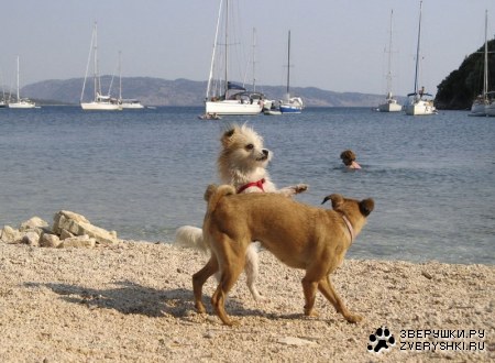 ������� ����� :)