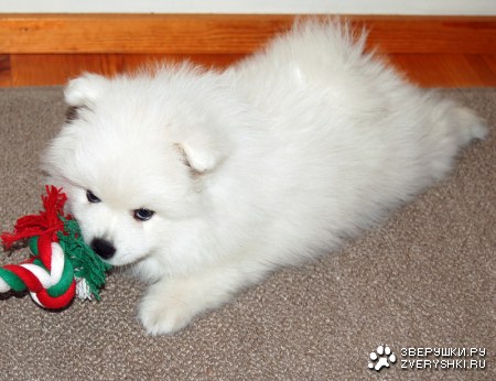 �������� ���� (3 ����)