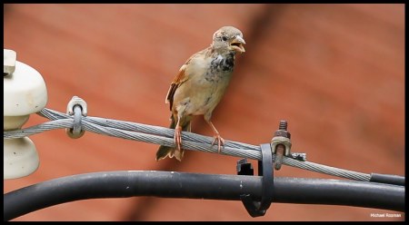 ������ :)