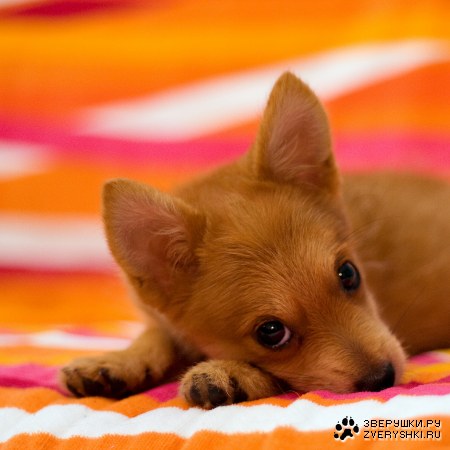 ������� ������� (10 ����)