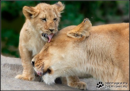 � ����� ����, ������� :)