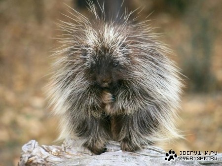 ����� ���� �� �����!